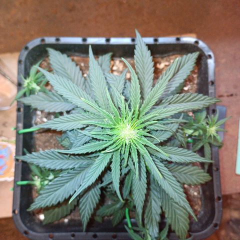 Watermelon Zkittlez Auto growlog timeline photo