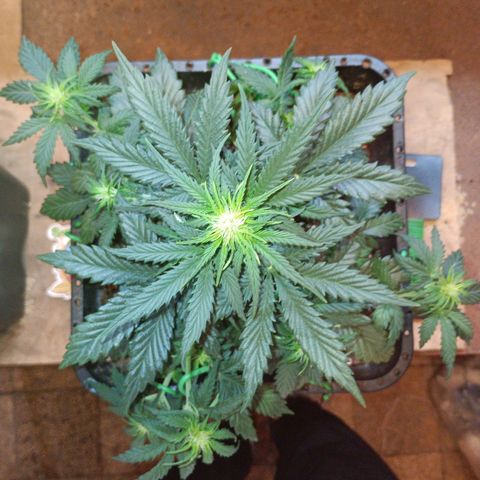 Watermelon Zkittlez Auto growlog timeline photo