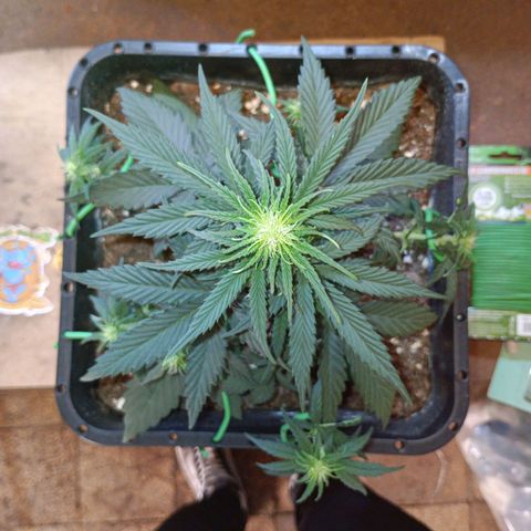 Watermelon Zkittlez Auto growlog timeline photo