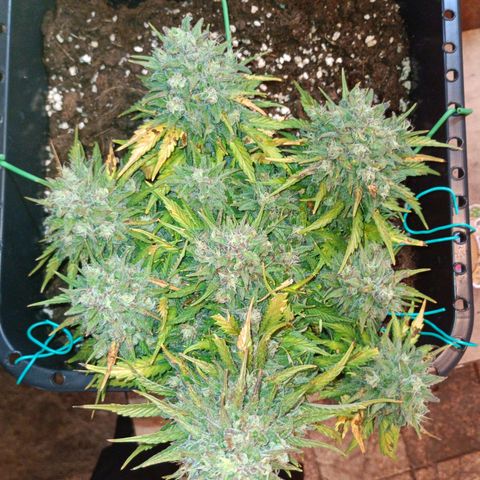 Northen light automatic RQS growlog timeline photo