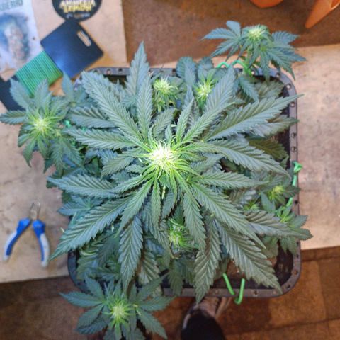 Watermelon Zkittlez Auto growlog timeline photo