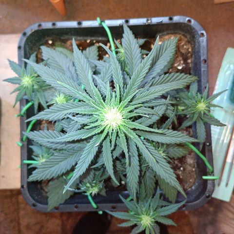 Watermelon Zkittlez Auto growlog timeline photo