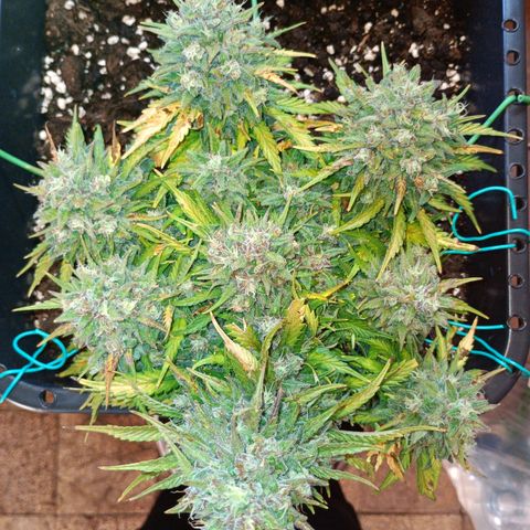 Northen light automatic RQS growlog timeline photo