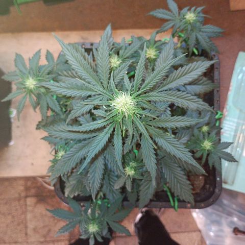 Watermelon Zkittlez Auto growlog timeline photo