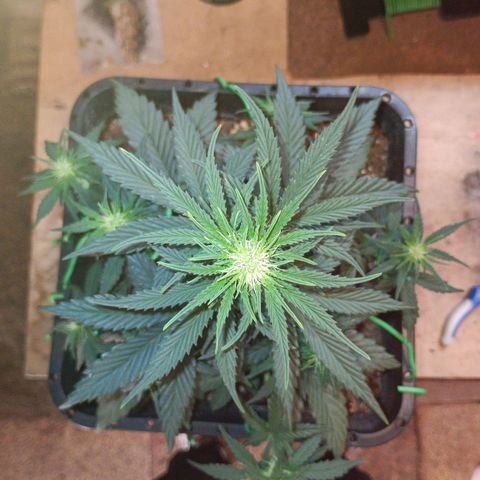 Watermelon Zkittlez Auto growlog timeline photo