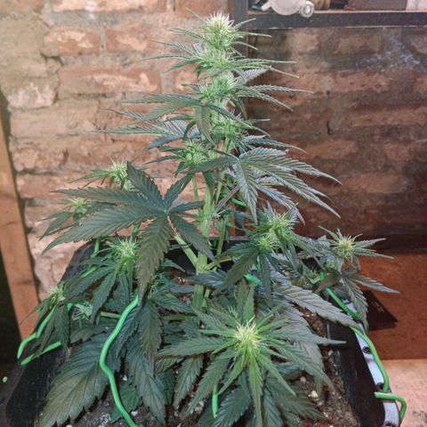 Watermelon Zkittlez Auto growlog timeline photo