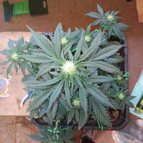 Watermelon Zkittlez Auto growlog timeline photo