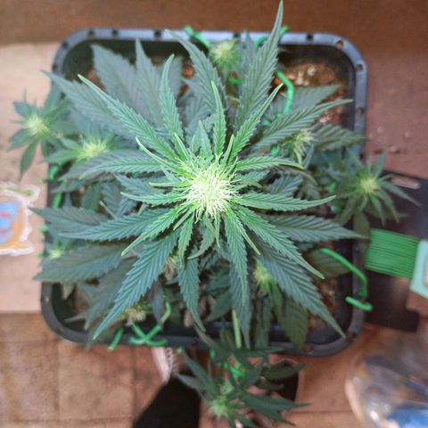 Watermelon Zkittlez Auto growlog timeline photo