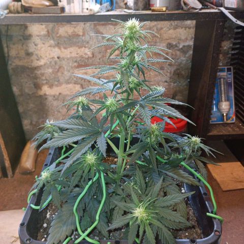 Watermelon Zkittlez Auto growlog timeline photo
