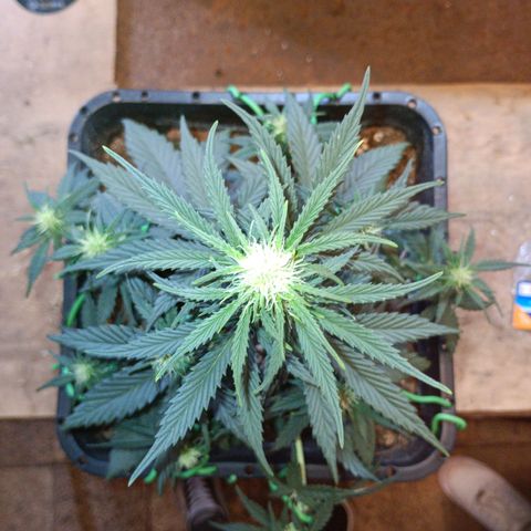Watermelon Zkittlez Auto growlog timeline photo