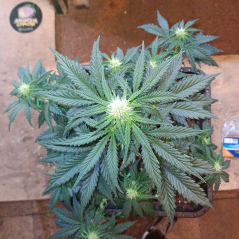 Watermelon Zkittlez Auto growlog timeline photo