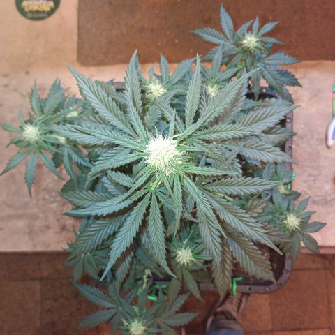 Watermelon Zkittlez Auto growlog timeline photo