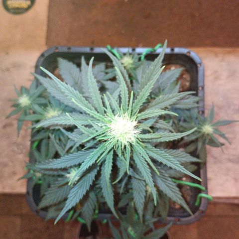 Watermelon Zkittlez Auto growlog timeline photo