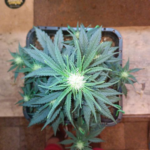 Watermelon Zkittlez Auto growlog timeline photo