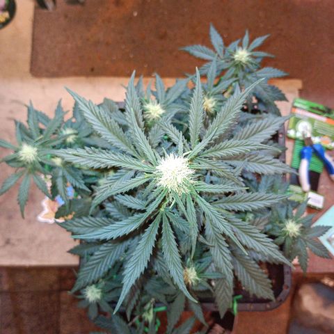 Watermelon Zkittlez Auto growlog timeline photo
