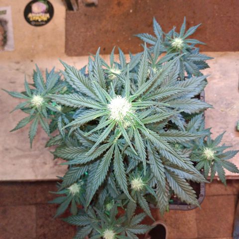 Watermelon Zkittlez Auto growlog timeline photo