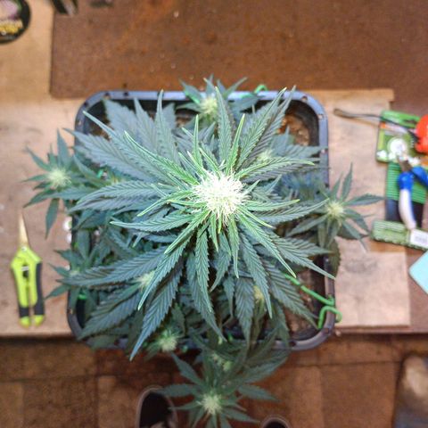 Watermelon Zkittlez Auto growlog timeline photo