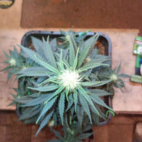 Watermelon Zkittlez Auto growlog timeline photo