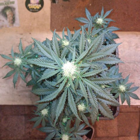 Watermelon Zkittlez Auto growlog timeline photo