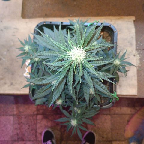 Watermelon Zkittlez Auto growlog timeline photo