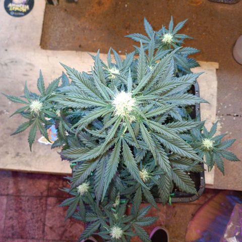 Watermelon Zkittlez Auto growlog timeline photo