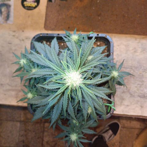 Watermelon Zkittlez Auto growlog timeline photo