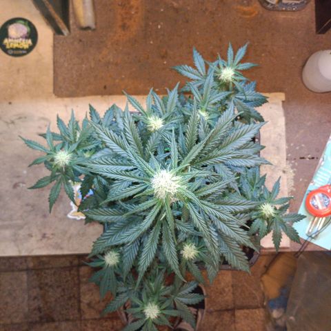 Watermelon Zkittlez Auto growlog timeline photo