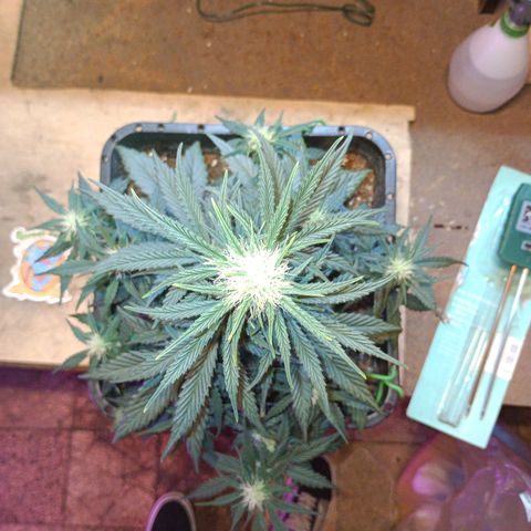 Watermelon Zkittlez Auto growlog timeline photo