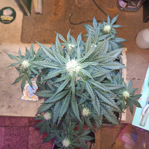 Watermelon Zkittlez Auto growlog timeline photo
