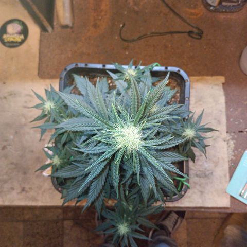 Watermelon Zkittlez Auto growlog timeline photo
