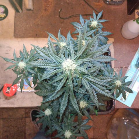 Watermelon Zkittlez Auto growlog timeline photo