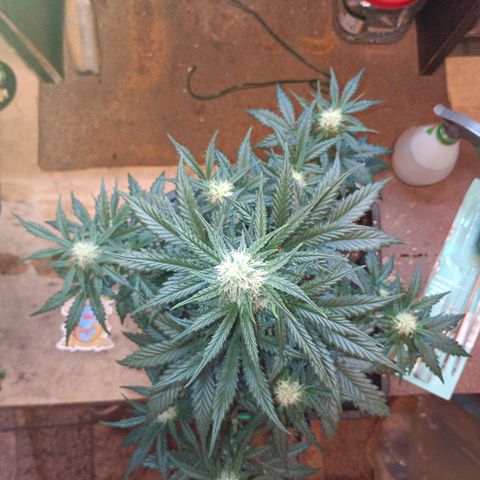 Watermelon Zkittlez Auto growlog timeline photo