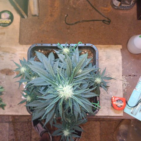 Watermelon Zkittlez Auto growlog timeline photo