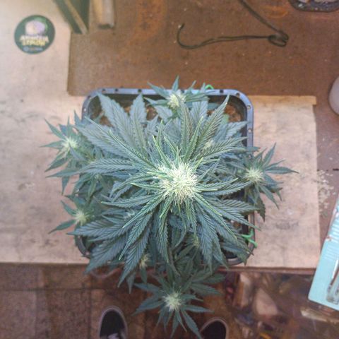 Watermelon Zkittlez Auto growlog timeline photo