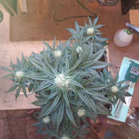 Watermelon Zkittlez Auto growlog timeline photo