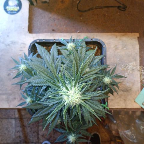 Watermelon Zkittlez Auto growlog timeline photo