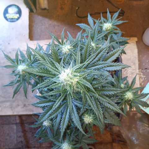 Watermelon Zkittlez Auto growlog timeline photo