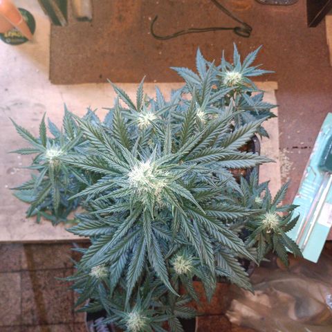 Watermelon Zkittlez Auto growlog timeline photo