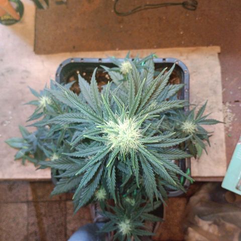 Watermelon Zkittlez Auto growlog timeline photo