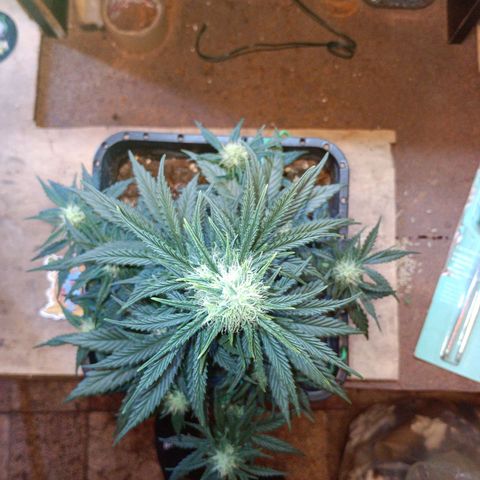 Watermelon Zkittlez Auto growlog timeline photo
