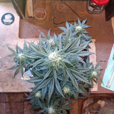Watermelon Zkittlez Auto growlog timeline photo