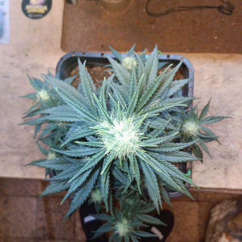 Watermelon Zkittlez Auto growlog timeline photo