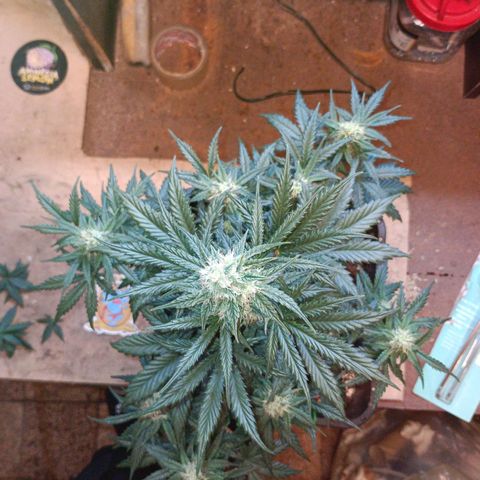 Watermelon Zkittlez Auto growlog timeline photo