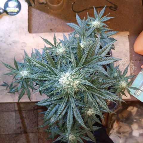 Watermelon Zkittlez Auto growlog timeline photo