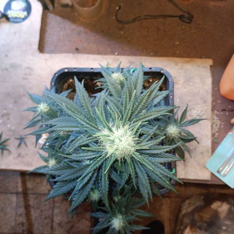 Watermelon Zkittlez Auto growlog timeline photo