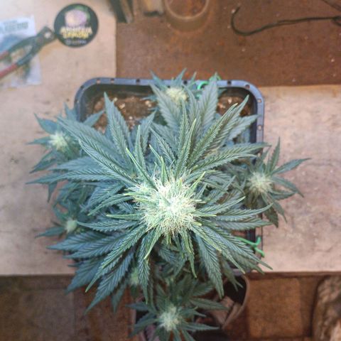 Watermelon Zkittlez Auto growlog timeline photo