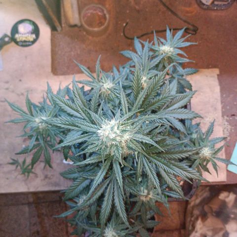 Watermelon Zkittlez Auto growlog timeline photo