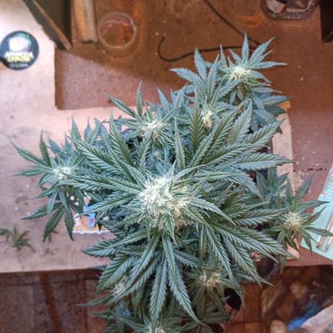 Watermelon Zkittlez Auto growlog timeline photo
