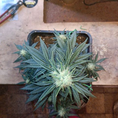 Watermelon Zkittlez Auto growlog timeline photo