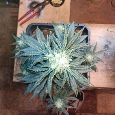 Watermelon Zkittlez Auto growlog timeline photo